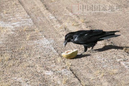 �Ƽ�ʱ��_ͼ�ģ�ȡʳ�е���ѻ