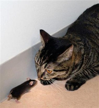 �Ƽ�ʱ��_�ձ���ѧ�Ҹı��������������è������(ͼ)