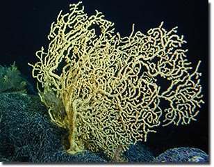 4000多岁的深海黑珊瑚是已知的最老的海洋群体生物