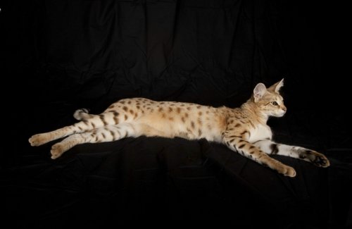这只猫名属于萨凡猫一代,是一种热带草原猫,现在有18个月大