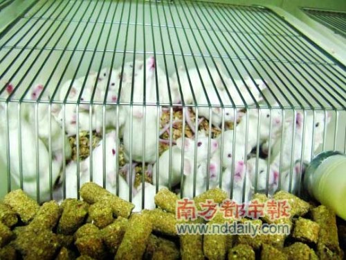 SPF级小白鼠住在封闭的屏障系统内,可谓“娇生惯养”。 南都记者 左志英 摄
