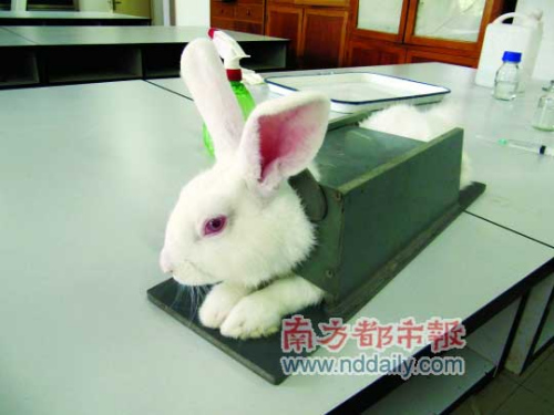 被装在固定器中、等待实验的兔子。
