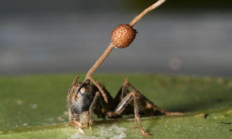 这只木蚁(Camponotus leonardi)的身体已被“Ophiocordyceps unilateralis”真菌消耗一空。