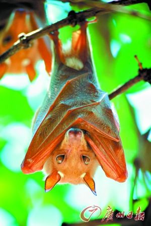 悬挂的蝙蝠。图:Gettyimages