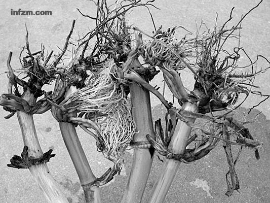 毒杀西部玉米根虫的Bt(Cry3Bb1)转基因玉米,在美国伊利诺伊州一些农场连续种植三年后,因为Bt 蛋白杀不死的西部玉米根虫而被毁坏