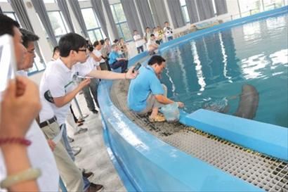 江豚是长江仅有的淡水豚类,是长江生态健康的“指示剂”