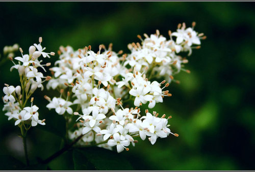 炎炎夏日好去处!桂林阳朔清爽一日游_数码