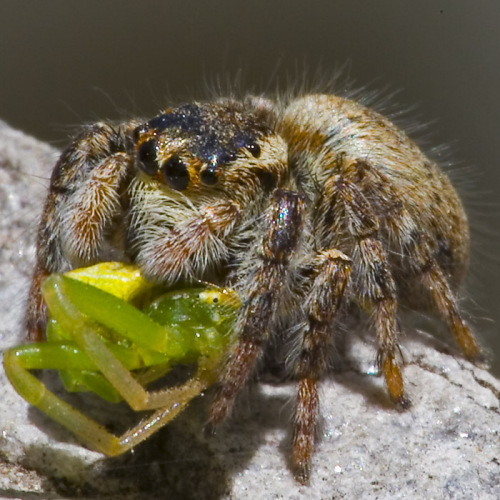 比较180微距镜头不同光圈景深的成像效果_数