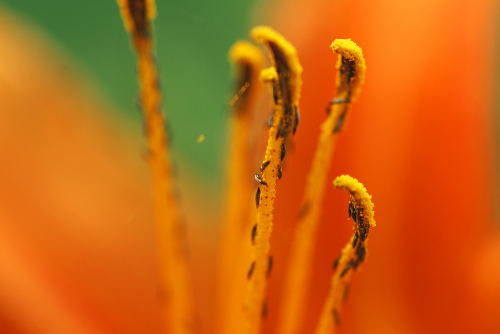 花语 心境索尼100\/2.8微距镜头试用_数码