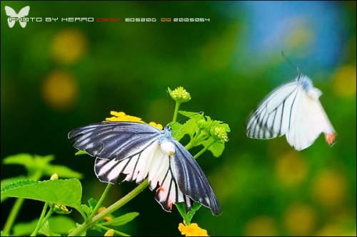 尼康微距镜头逐个挑