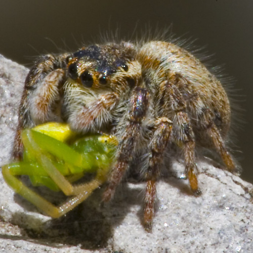 比较180微距镜头不同光圈景深的成像效果_数