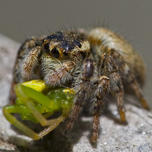 比较180微距镜头不同光圈景深的成像效果_数