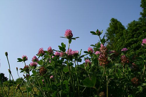 适马18-200mm F3.5-6.3DC OS实拍样片_数码