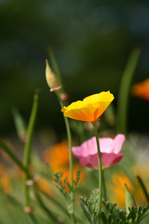 适马18-200mm F3.5-6.3DC OS实拍样片_数码