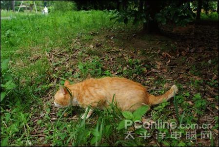 遥控器UNX-7511面世 首款SDHC\/CF转换器诞