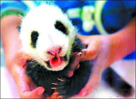 龙凤胎熊猫叫奥林和巴斯