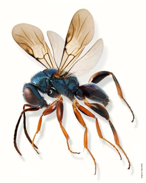 你看不到的世界!尼康微观摄影作品展_数码