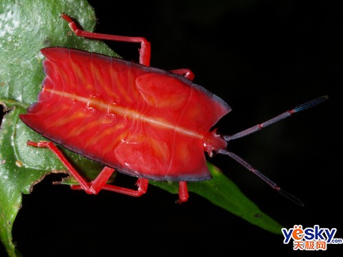 ���ְ�˹ZUIKODIGITAL50mmF2.0Macro��ͷ