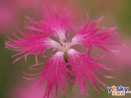 ���ְ�˹ZUIKODIGITAL50mmF2.0Macro��ͷ