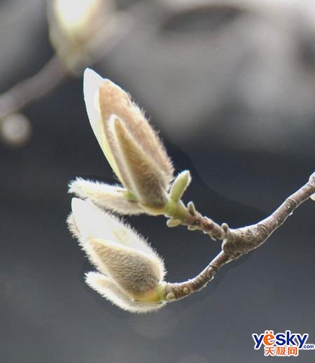 摄影技巧:一一细说花卉拍摄的各种技巧(3)_数码