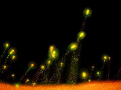 磡῵΢Ӱչ[2006]