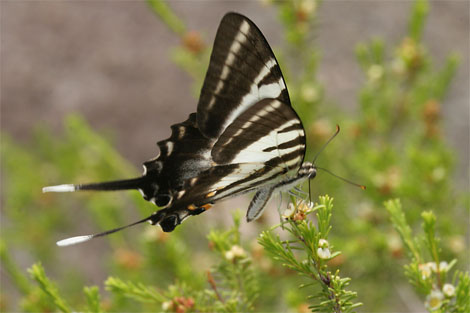 ʲô�ǽ����ӳ��ܣ������ྵ����Щ����