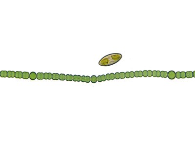 磡῵΢Ӱչ[2006]