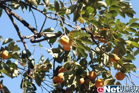 11.11ǰ��ٳ���ZARVAΪ���������