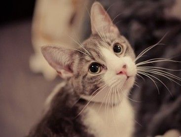 拍摄技巧_数码相机