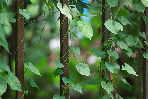 带你前往小人世界 三星百微镜头评测