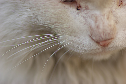 带你前往小人世界 三星百微镜头评测