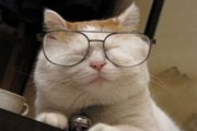 վèMeowbifyȫ綼ռ