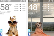 Weather Puppyﰮ֯ʵӦ