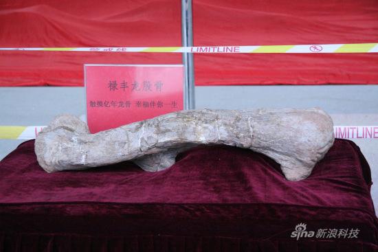 禄丰龙股骨 禄丰龙股骨