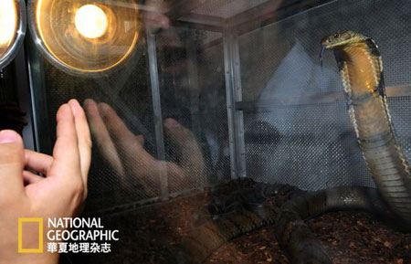 贵州传奇捕蛇者 单手能抓凶猛五步蛇(图)