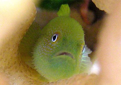 虾虎鱼等级制度揭秘:下属节食挨饿求生存(图)_