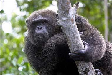 非洲发现新种黑猩猩 喜食大型猫科动物(图)_科学探索