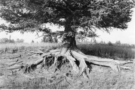 内蒙古国家级自然保护区中罕见的沙地云杉(图)_科学探索_科技时代_新浪网