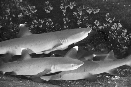 国际野生动物保护组织称全球鲨鱼面临严重威胁