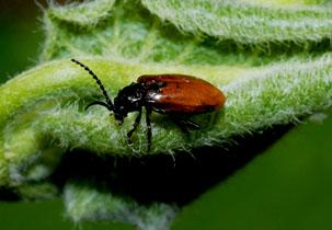 《森林与人类》:昆虫植物攻防战_科学探索