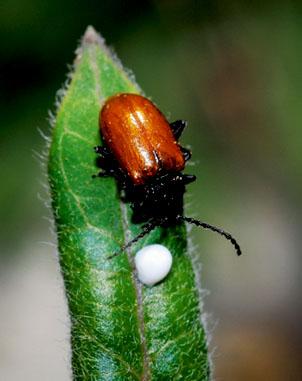 《森林与人类》:昆虫植物攻防战_科学探索