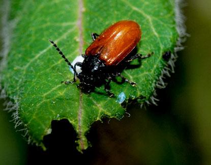 《森林与人类》:昆虫植物攻防战_科学探索