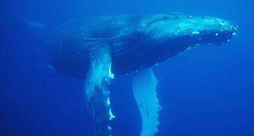 ���Ͷ��ﳤ��֮�սҿ�����������֢���ʵ�