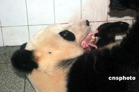 ͼ�ģ��Ա����Ҵ���è�����񡱲���˫��̥