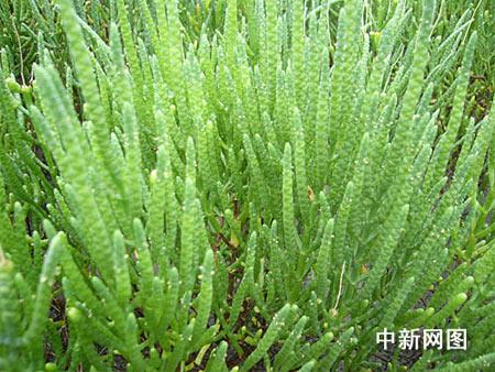 粤东南澳试用海水浇灌栽培蔬菜初显成效(图)