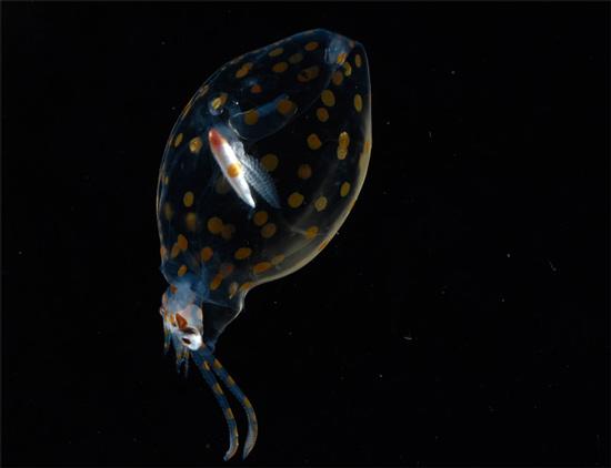 北大西洋3500米深处发现奇特海洋生物(组图)