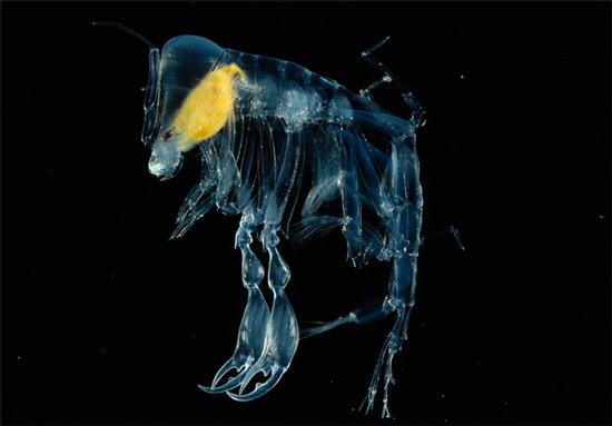 北大西洋3500米深处发现奇特海洋生物(组图)