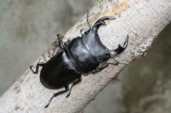 因台东罕见干旱珍稀大锹形虫失去踪迹(图)