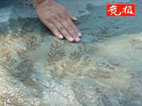 ����Сѧ�������з���10����ǰ���໯ʯ(ͼ)