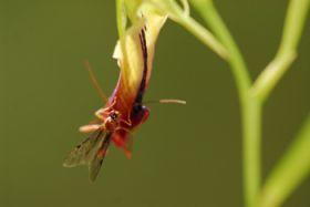 ��������ģ�´���ɫ���۷�ɼ�����(ͼ)